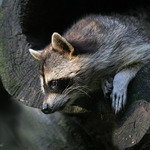 "Počkej, hodím ti klíče!"