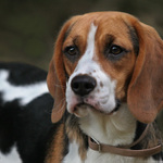 "Podívej, jak mám smutné oči, když odcházíš..!"