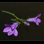 Létu už asi odzvonilo