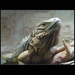 ... ještě krok a...!