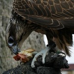 Svačinka...Chudák kuřatko