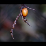 "ptačí pařát s kořistí"