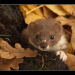 !!!!!!!!!!!!!!!!!!!!!!Baf!!!!!!!!!!!!!!!!!!!!!!!!