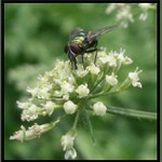 mňamky to je dobrůtka