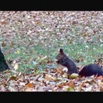 Rychle se nacpat než příjde zima