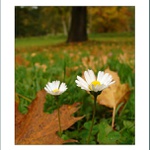 Milenci v parku a blížící se podzim.