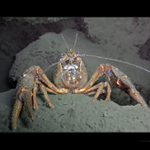 Co si ráčej' vašnosto přát?