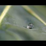 Kapky III - kapustové koulení II