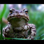 Nelíbat - uslintáš si monitor!!!