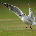 Ľahko, na špičkách