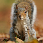 Veverka I/II "Tak máš ten oriešok či nie?"