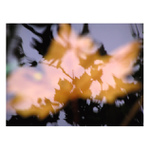 Když se pravda zrcadlí...