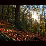 Průsvit