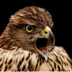 ,..volání divočiny...