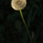 Poslední vlaštovka