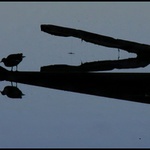 Krokodýl a jeho obeť