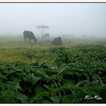 Krávy za ranní mlhy