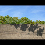 Stinohraní pri vinobraní