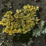 Distovník múrový (Xanthoria parietina)