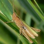 Koník zelený (Omocestes viridulus)