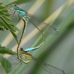 Šidlovka pásikavá (Lestes sponsa)