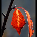 Plátno ranních paprsků