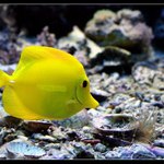 fishi