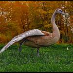 pod krídlom jesene tráva sa zelenie