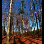 ..aktuálně z lesa.