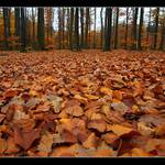 ...žluté moře v lese.....