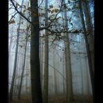 mlha stokrát jinak 019