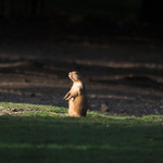 Mámo, podívej na ten krásný východ Slunce...