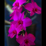 Orchid