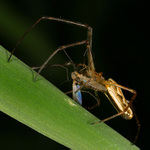 snídaně v trávě...