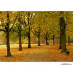 [ :: AUTUMN '07 :: ]