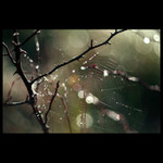 podzimní jiskření