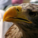 Pohled krále nebes.