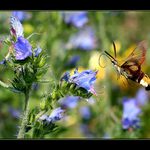 Dlouhozobka zimolezova