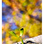 Odlet do teplých krajín