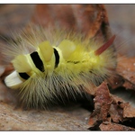 štětconoš ořechový