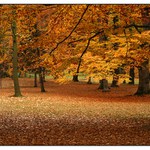 pozlacená Stromovka