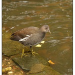 slípka zelenonohá ze Stromovky