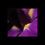...iris...