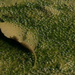 Chvalozpěv chlípnosti