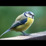 Sýkora modřinka III.