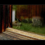 Túžba po slobode ...