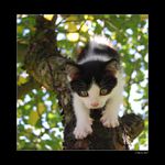 ...Ze stromu dolů...