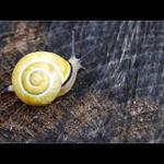 ... Slovinský šnek ...