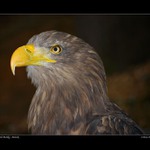 ...Orel mořský - Mireček...