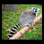 ... Ze života lemura ...